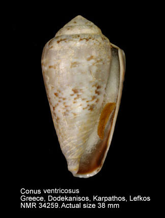 Conus ventricosus (5).jpg - Conus ventricosusGmelin,1791